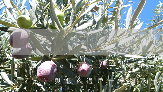 房產(chǎn)一并繼承一半贈(zèng)與怎么過戶(一半繼承一半贈(zèng)與房產(chǎn)再出售)