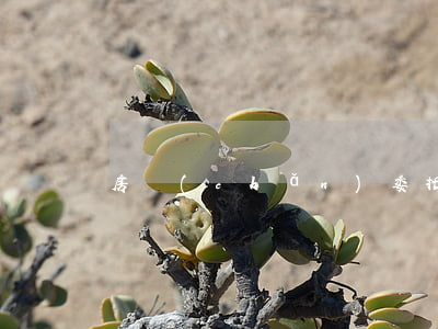房產(chǎn)委托中介代理銷售合同