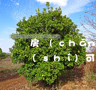 房產(chǎn)法院調(diào)解時(shí)可以委托嗎(調(diào)解當(dāng)事人可以委托嗎)
