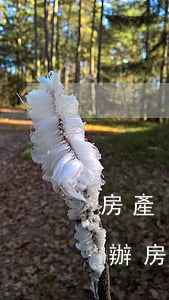 房產(chǎn)無人繼承倒塌了傷人怎么辦(房產(chǎn)無人繼承倒塌了傷人怎么辦)