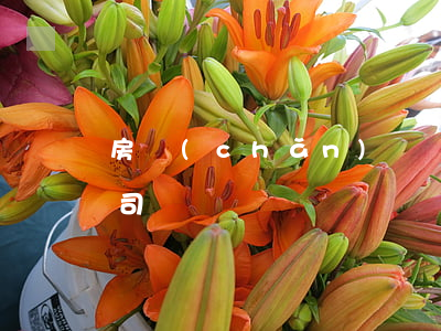 房產(chǎn)糾紛怎樣打官司(房子打官司)
