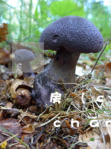 房產(chǎn)繼承可以不過戶嗎(房產(chǎn)繼承過戶影響房產(chǎn)證年限嗎)