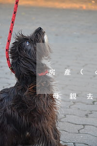 房產(chǎn)繼承怎么問我爸退沒退休(母親去世,父親健在,房產(chǎn)繼承馬上能辦好嗎)