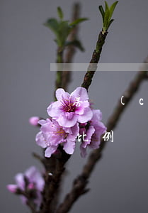 房產(chǎn)繼承權(quán)分配比例(財(cái)產(chǎn)繼承比例分配)