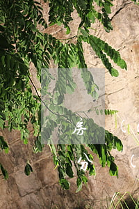 房產(chǎn)繼承無(wú)遺囑怎么分(無(wú)遺囑財(cái)產(chǎn)繼承新規(guī)定)