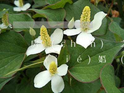 房產(chǎn)證之后加名字離婚怎么辦(結(jié)婚時(shí)房產(chǎn)證上加名,離婚房子歸誰)