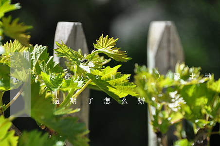 房產(chǎn)跟土地稅多久逾期(房土稅逾期了怎么辦)