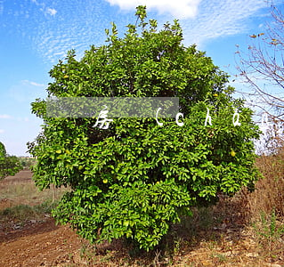 房產(chǎn)過戶后離婚怎么辦