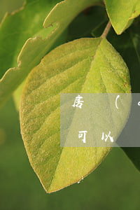 房產(chǎn)過戶欠網(wǎng)貸可以嗎(欠網(wǎng)貸不還會(huì)賣房產(chǎn)嗎)