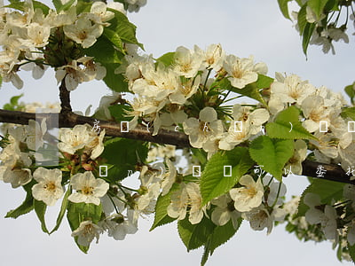 房產(chǎn)過戶糾紛律師(房產(chǎn)過戶可以委托律師辦理嗎)