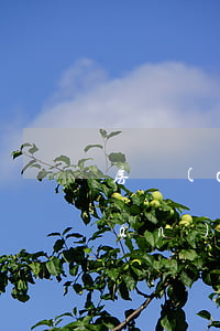 房產(chǎn)遺贈兒女有居住權(quán)嗎