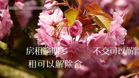 房租逾期多長時間不交可以解除(逾期不交房租可以解除合約嗎)