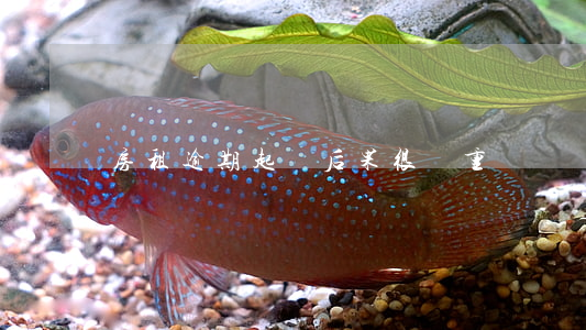 房租逾期起訴后果很嚴重嗎