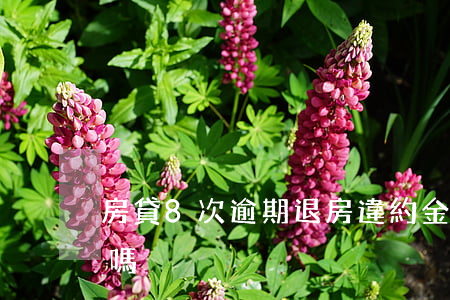 房貸8次逾期退房違約金(房子逾期可以退房嗎)