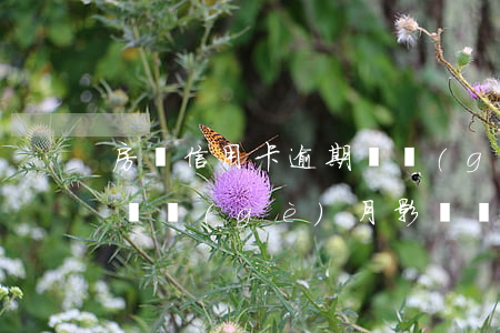 房貸信用卡逾期兩個(gè)月(信用卡逾期兩個(gè)月影響買房貸款嗎)