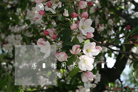 房貸信用卡逾期兩次