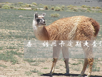房貸信用卡逾期是查5年(信用卡逾期5年了)