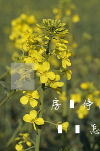 房貸停息掛賬的申請(qǐng)流程(停息掛賬怎么申請(qǐng))