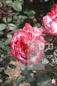 房貸兩年內(nèi)可以逾期幾次(房貸一年逾期6次每次幾天)