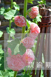 房貸嚴(yán)重逾期可以貨款嗎(房屋貸款逾期了會怎么樣)