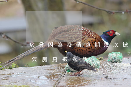 房貸因為疫情逾期幾次被銀行起訴(疫情期間欠房貸被起訴)