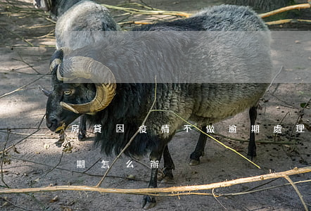 房貸因疫情不做逾期處理-因為疫情房貸逾期怎么辦
