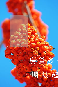 房貸多少次信用卡逾期(房貸多少次信用卡逾期被起訴)