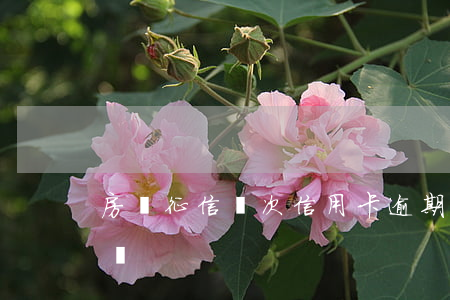 房貸征信兩次信用卡逾期(逾期一次影響房貸嗎)