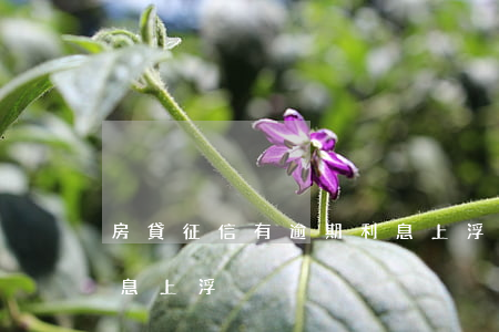 房貸征信有逾期利息上浮(房貸征信有逾期利息上浮)