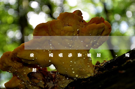 房貸按揭逾期被起訴-按揭房貸款逾期法院起訴