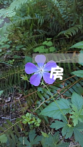 房貸斷供和信用卡逾期(房子貸款斷供)