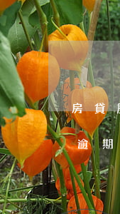 房貸歷史逾期和當(dāng)前逾期(房貸逾期多久算逾期)