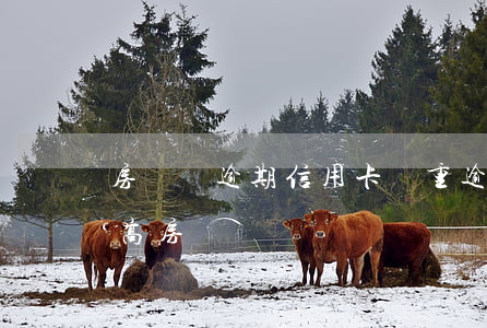 房貸沒逾期信用卡嚴重逾期（信用卡逾期和提高房貸嗎）