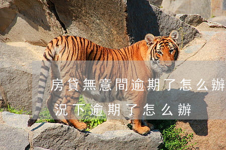 房貸無意間逾期了怎么辦(房貸在不知情的情況下逾期了怎么辦)