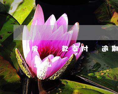房貸貸款支付寶逾期(支付寶逾期了貸款房子怎么辦)