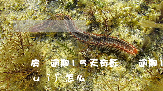 房貸逾期15天有影響嗎(逾期15天會(huì)怎么樣)