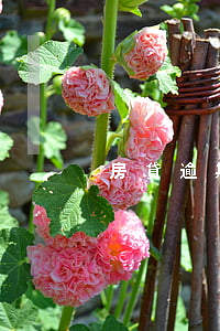 房貸逾期4次還款(房貸逾期兩次還能貸款嗎)
