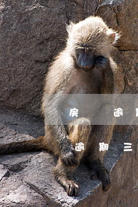 房貸逾期6次銀行年還清(房貸連續(xù)逾期三次但是都還了)