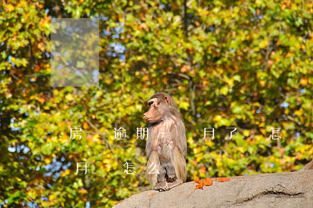 房貸逾期一個月了會怎樣(房貸如果逾期一個月會怎么樣)