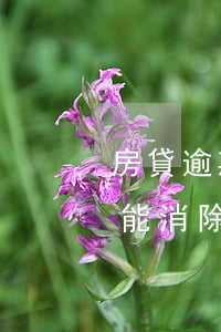 房貸逾期了征信怎么消除(房貸逾期上征信了能消除嗎)