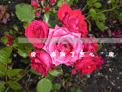 房貸逾期了怎么還(房貸逾期了怎么還上)