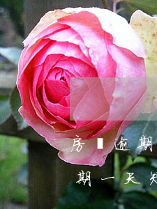 房貸逾期了會(huì)有短信通知(房貸逾期一天短信通知)