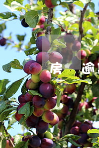 房貸逾期了還能繼續(xù)還貸嗎