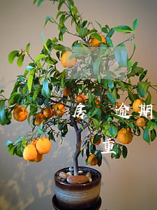房貸逾期但是是唯一住房(房貸逾期一個星期嚴重嗎)