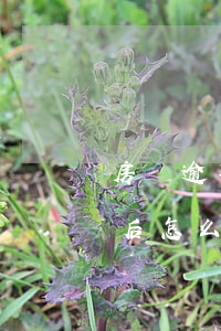 房貸逾期傳票可以撤訴嗎(房貸逾期法院傳票后怎么撤銷)