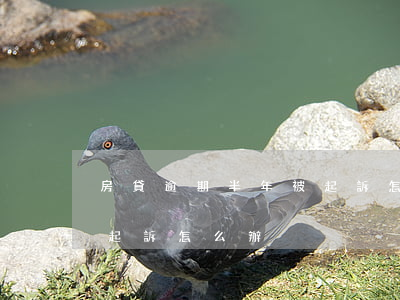房貸逾期半年被起訴怎么辦（房貸逾期半年被起訴怎么辦）