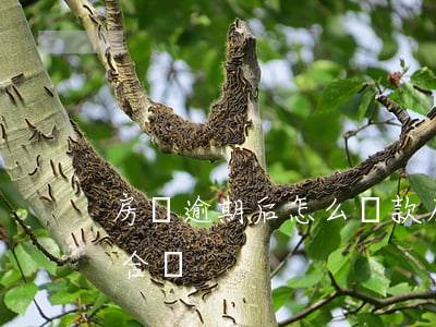 房貸逾期后怎么還款(房貸逾期后怎么還款最合適)