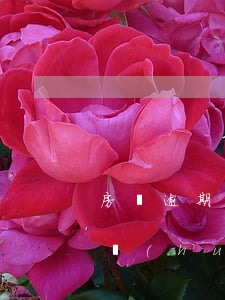 房貸逾期多久就黑名單了(貸款利息逾期多久會(huì)上黑名單)