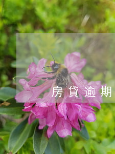 房貸逾期多久算黑(房貸逾期多久算黑)