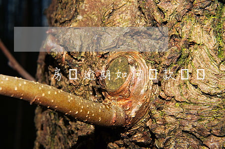 房貸逾期如何還款記錄